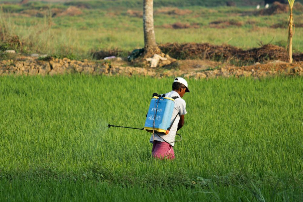 Dedetizadoras: Escolhendo a Parceira Certa para o Controle de Pragas