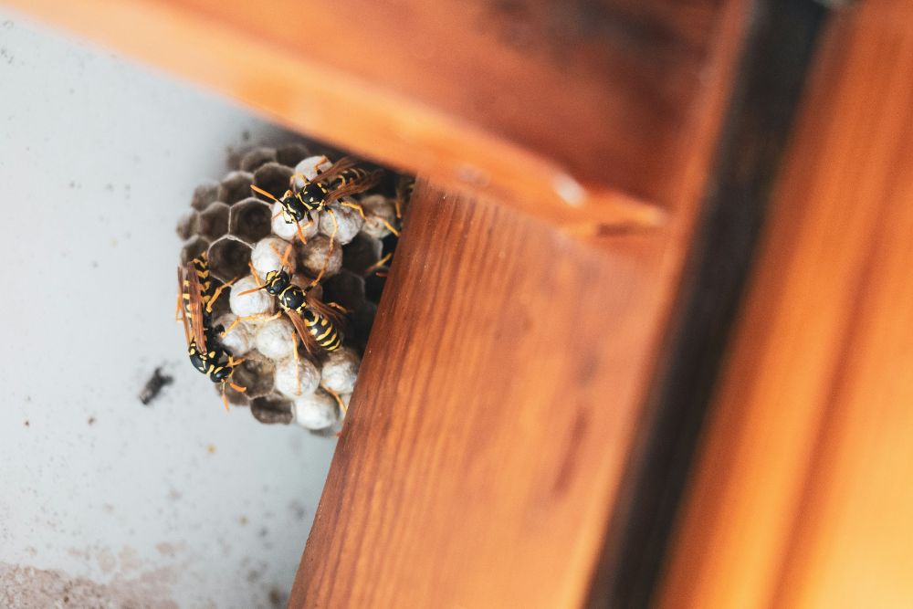 Equipamentos e Produtos Utilizados na Dedetização