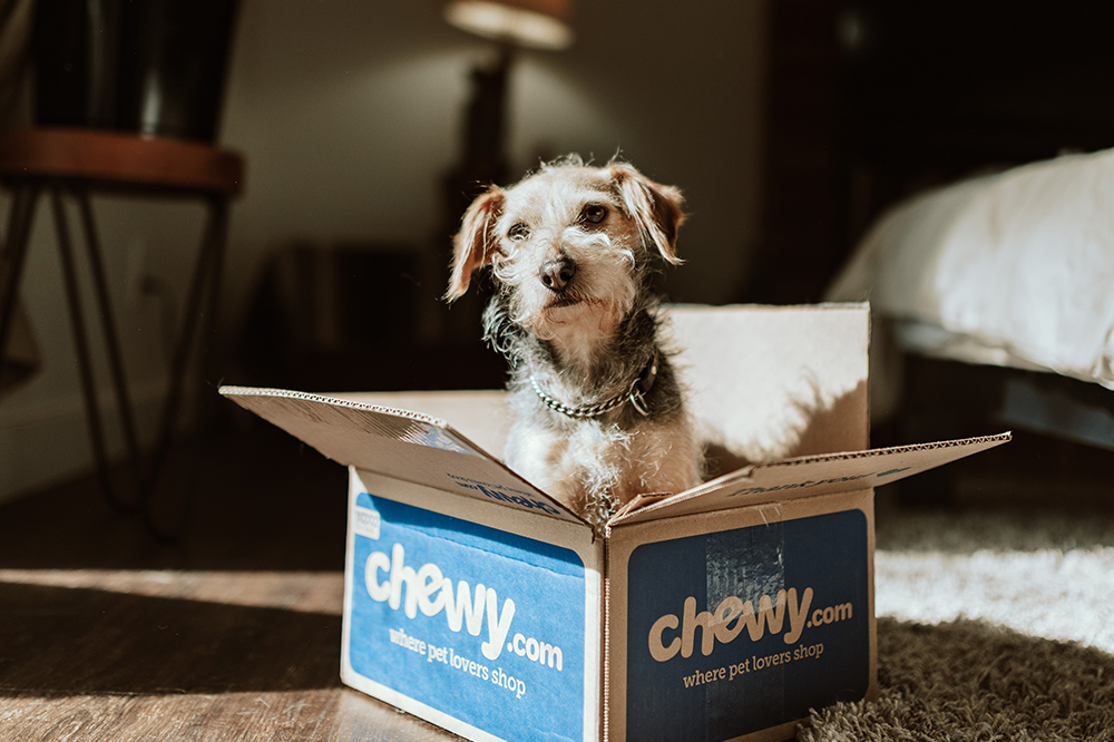 Saiba como escolher o melhor piso para casa com pet