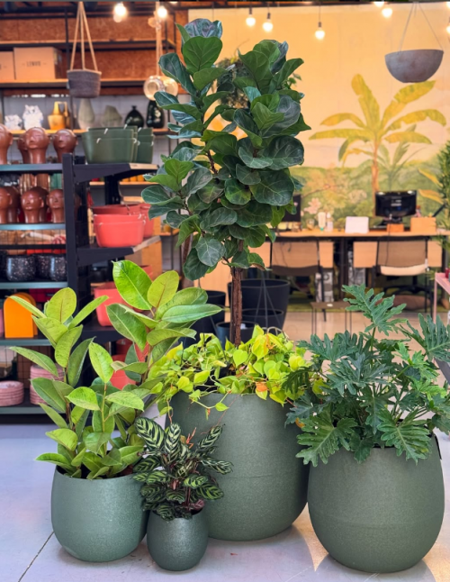 Flora Morumby  - Galeria