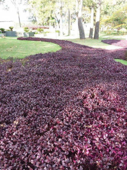 Florart Paisagismo  - Galeria