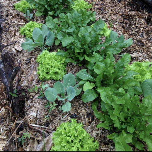 João Baranov - Galeria