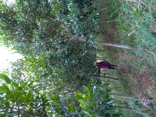 Mata do Vale - Galeria