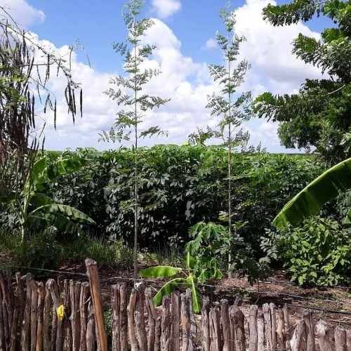 Torrão Cultura Sintrópica - Galeria