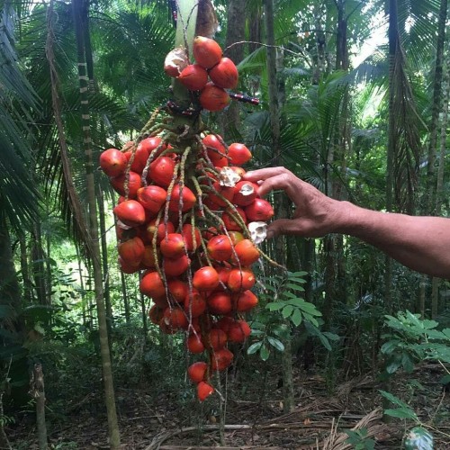 Zé Aurélio Hebling 
